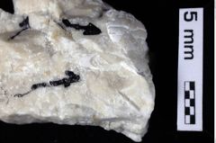 Foto (Detailansicht) von Decapoda indet. (NHMW-GEO-1990-0041-0380)